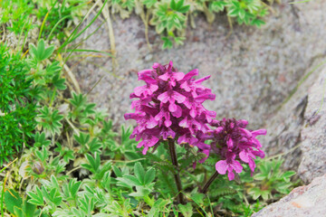 Whorled lousewort ( Pedicularis verticillata )