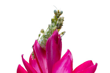 Banded flower mantis on red flower, insect closeup