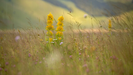 A field of wildflowers, including tall Yellow gentiana lutea, in a meadow. Castelluccio di Norcia, Pian Grande, Umbria, Marche, Italy. Soft focus creates a dreamy, painterly effect.