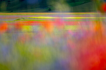 A blurred, impressionistic view of a flower-filled plain. Horizontal bands of red, yellow, and green suggest rows of blooms. Castelluccio di Norcia, Pian Grande, Umbria, Marche, Italy. 