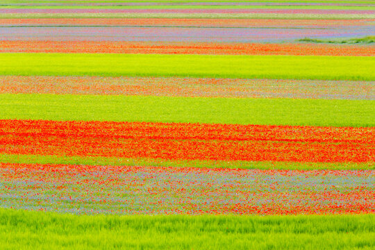 A landscape of colorful horizontal stripes of flowers and green fields. Castelluccio di Norcia, Pian Grande, Umbria, Marche, Italy. The vibrant colors create a stunning, abstract-like view.