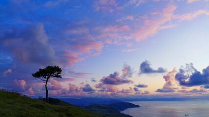 Lonely tree at sunset on Mount Jaizkibel, Basque coast.