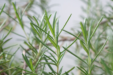 Rosemary plant herb in the garden