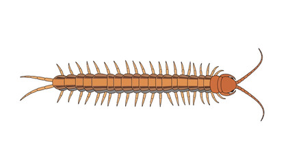 Fototapeta premium Segmented invertebrate illustration featuring a long body and numerous legs, creating a visually intriguing graphic, isolated on pure white background