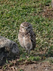 Burrowing owl standing tall in the grass a captivating wildlife moment for your project