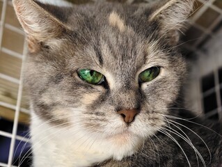 Close up portrait of a beautiful grey tabby cat with striking green eyes looking forward