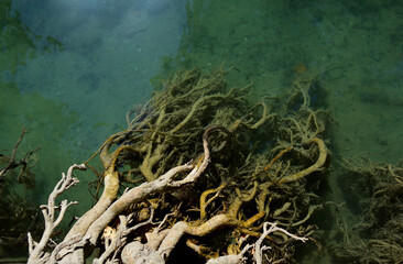 Lac d'Annecy, racines