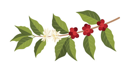 Elegant coffee plant illustration showcasing vibrant green leaves, delicate white blossoms, and ripe red cherries, ideal for branding and design 99