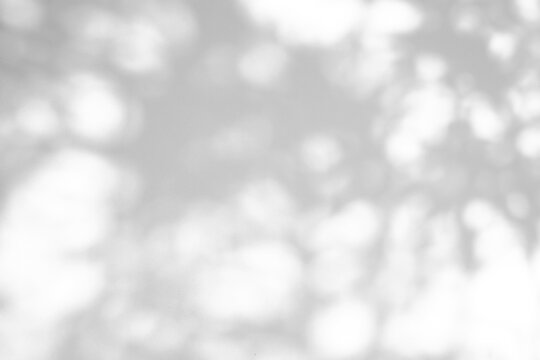 Abstract natural tree leaves shadow on white wall background