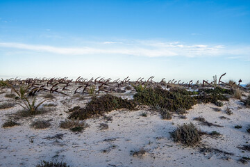 Rusty old anchors on the beach at the Anchor Cemetary graveyard at Praia do Barril beach in Tavira,...