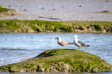 Seagulls standing calmly in the Sado Estuary Natural Reserve in Comporta in Portugal.