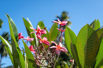 Frangipani flowers in Hiva Oa, Marquesas Islands, French Polynesia