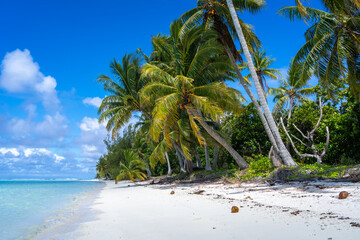 Idyllic white sand beach with coconut trees in Maupiti, French Polynesia