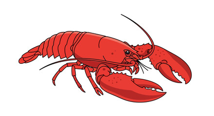 Vibrant crustacean portrait: A captivating illustration of a bright red lobster standing prominently against a clear white setting