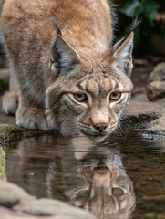 Obraz premium Lynx Wildlife Nature Mammal Animal Reflection Water Fur Predator Forest Stalking Portrait Carnivore Habitat Ears Feline Kids Eyes Playful Serene Peaceful 