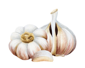 Garlic whole and half bulb vegetables and clove watercolor illustration isolated on white. Hand drawn realistic spicy food for kitchen and culinary designs. Fall healthy eating drawing composition