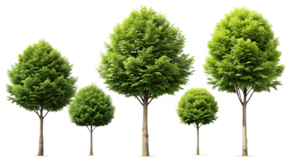 A collection of five green trees of varying sizes, isolated on a transparent background, representing natural growth and diversity