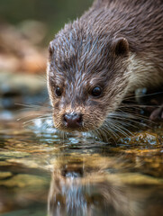 Fototapeta premium Otter Wildlife Nature Closeup Reflection Aquatic Animal Habitat Curious Exploration Fur Natural Environment Stream Pond Social Behavior Dive Swim Tracking Cute Serene Wetland Biodiversity