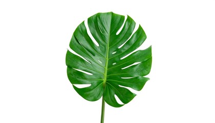 Tropical leaf, vibrant green (1)