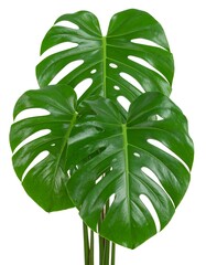 Tropical Monstera leaves, vibrant green