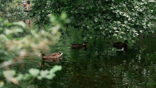 Wild ducks are swimming in the pond in the city park. An ideal example of an urban ecosystem where wild animals and people share green spaces. Urban nature, harmony, and biodiversity in action. 15 sek