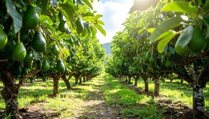 Avocado trees laden with fruit in an orchard, showcasing a bountiful harvest under a bright sky.