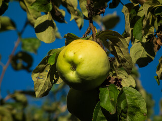 A green apple hanging on a tree.