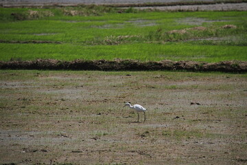 A white egret walking on plowed fertile soil.a
