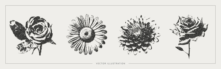 Flowers with trendy photocopy grain effect. Halftone noise texture. Vintage and grunge stipple effect. Rose, chamomile and chrysanthemum icon set. Vector illustration art