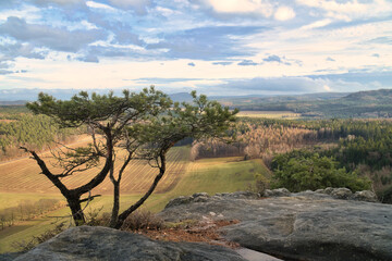 A striking tree on rocks overlooks a vast landscape.