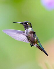Fototapeta premium Hummingbird in flight, vibrant colors