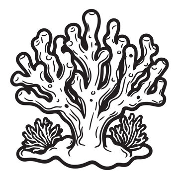 staghorn coral drawing