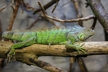 Green iguana (Iguana iguana) portrait