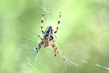Macro shot of a cross spider on its elaborate web against a green background.