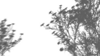 Shrub shadow overlay on transparent background