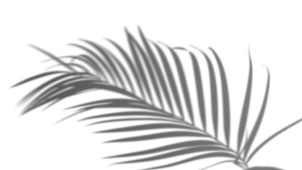 Single palm leaf shadow overlay on transparent background