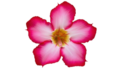 Isolated Desert Rose Flower