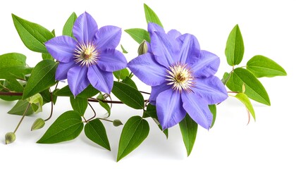 Fototapeta premium Isolated clematis blossoms with vibrant hues and delicate foliage on bright canvas