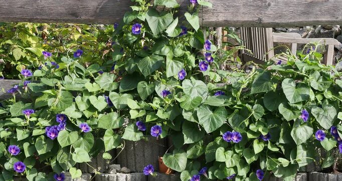 Ipomoea purpurea 'Star of Yalta'. Garden treillis clothed eye-catching vines of morning glories of red-striped, purple flowers above heart-shaped to broadly ovate, dark green leaves
