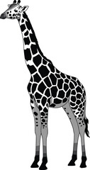Fototapeta premium Black and white giraffe vector illustration, African animal, wildlife drawing, detailed fur pattern, majestic mammal on a white background.
