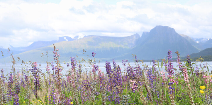 Flowers Lupins in Hareid island, Norway. Flowering field against the backdrop of majestic mountains in Sunnmore. 