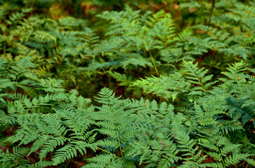 beautiful tree in the outdoor