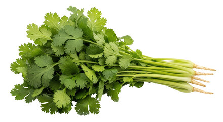 Isolated Bunch of Cilantro