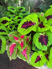 red and green plants