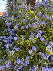 Blue and violet flowers in the green garden