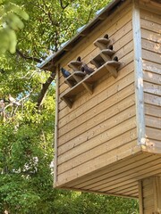 wooden bird house