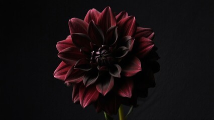 Dark Red Dahlia Flower Against Black Background