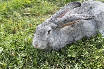 rabbit on grass