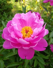 Vibrant pink peony in garden