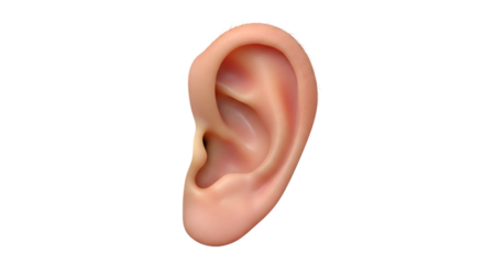 Realistic 3d render of a human ear isolated on transparent background, showcasing its anatomy, shape, and structure for medical, health, or design purposes